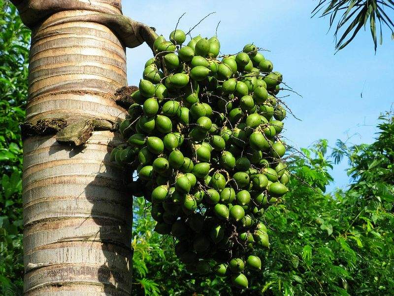 槟榔的危害科学分析,槟榔的危害有多大资料