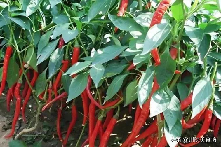 辣椒面比辣椒都便宜你敢吃吗,辣椒面为什么比辣椒便宜