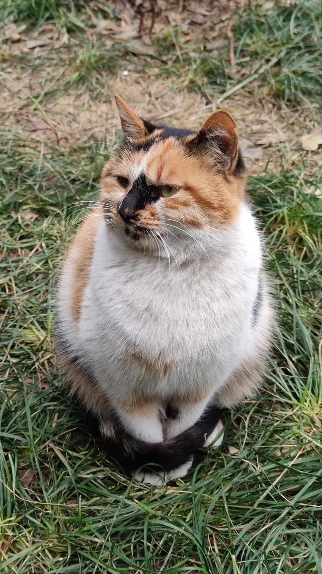 苏杭5日游自由行攻略,苏杭5日游纯玩团自由行攻略