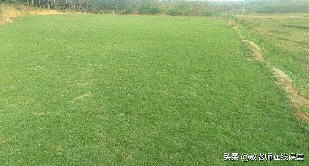 草坪园林景观设计,园林景观和草坪景观区别