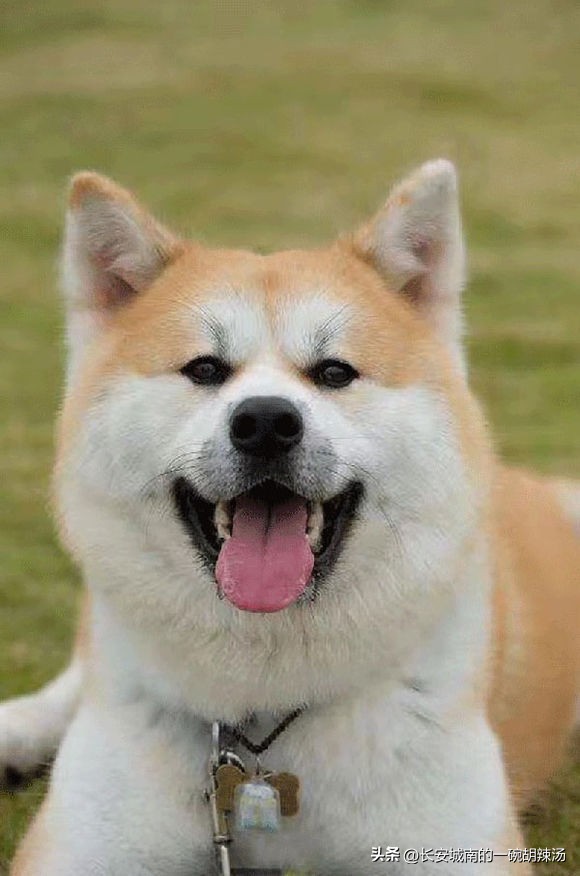 世界名犬大赛全程视频,世界名犬下司犬排名