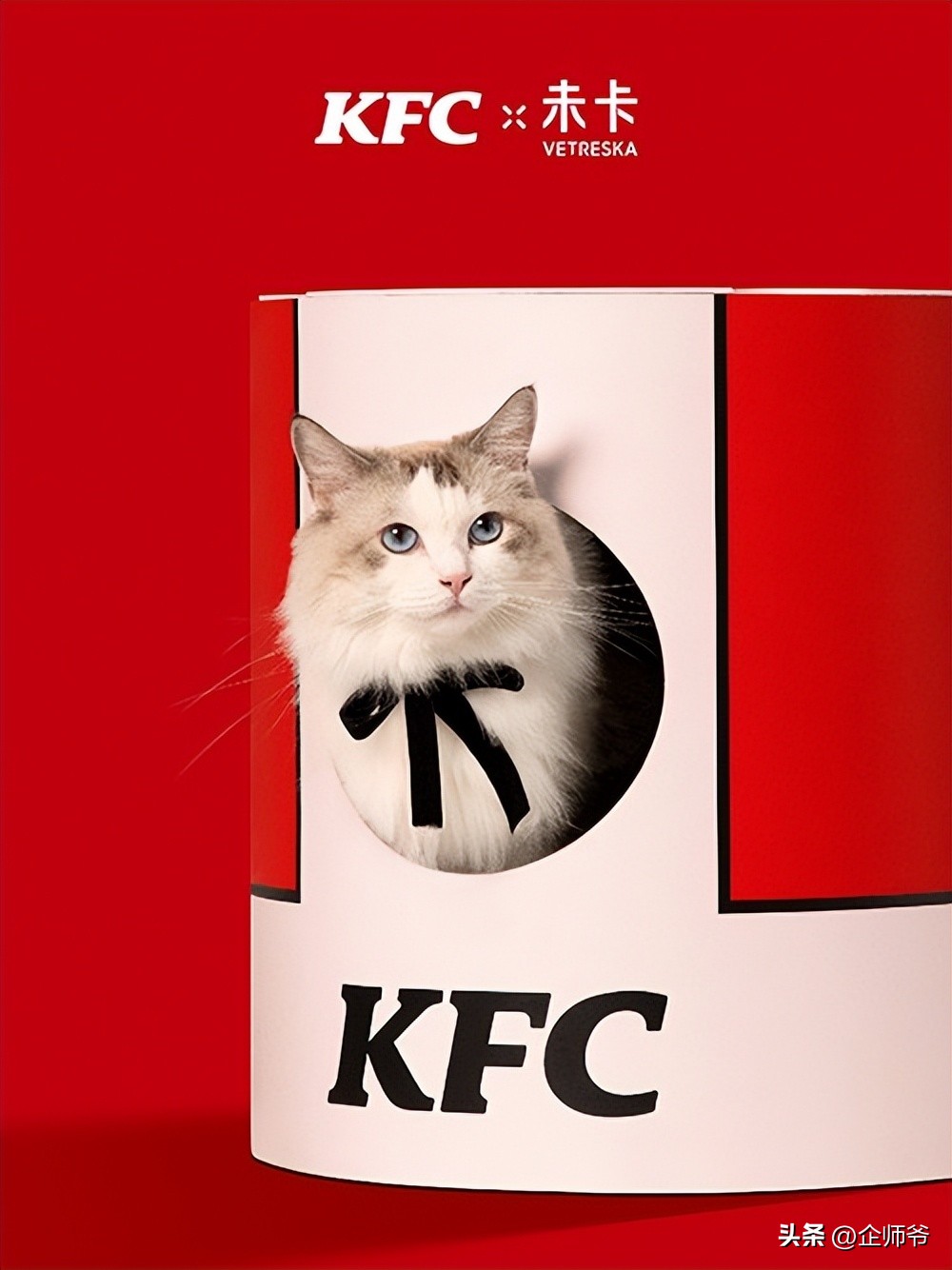 肯德基自制猫窝,肯德基允许带猫吗