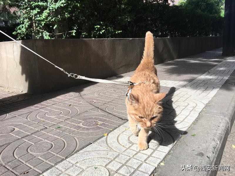 在办公室养猫是什么感觉,办公室养猫真实感受