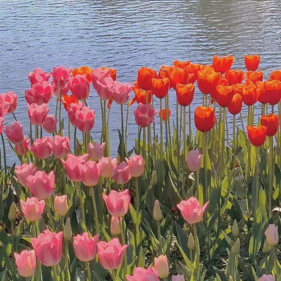 黑色背景郁金香高清图片,粉色郁金香背景视频