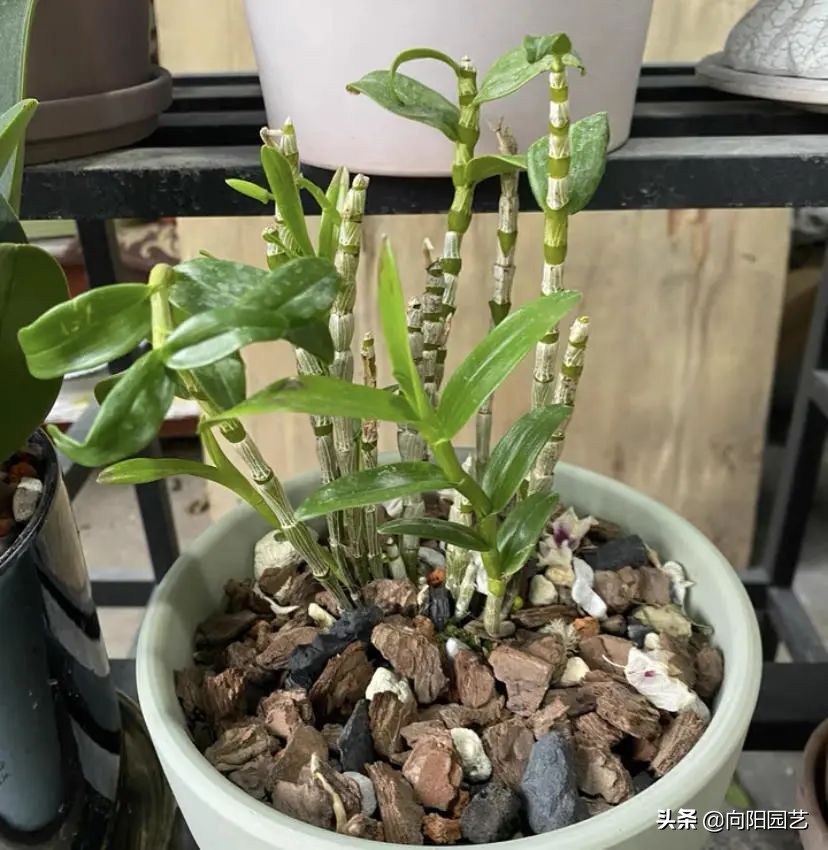 石斛高芽养多久会开花,石斛花开好看不