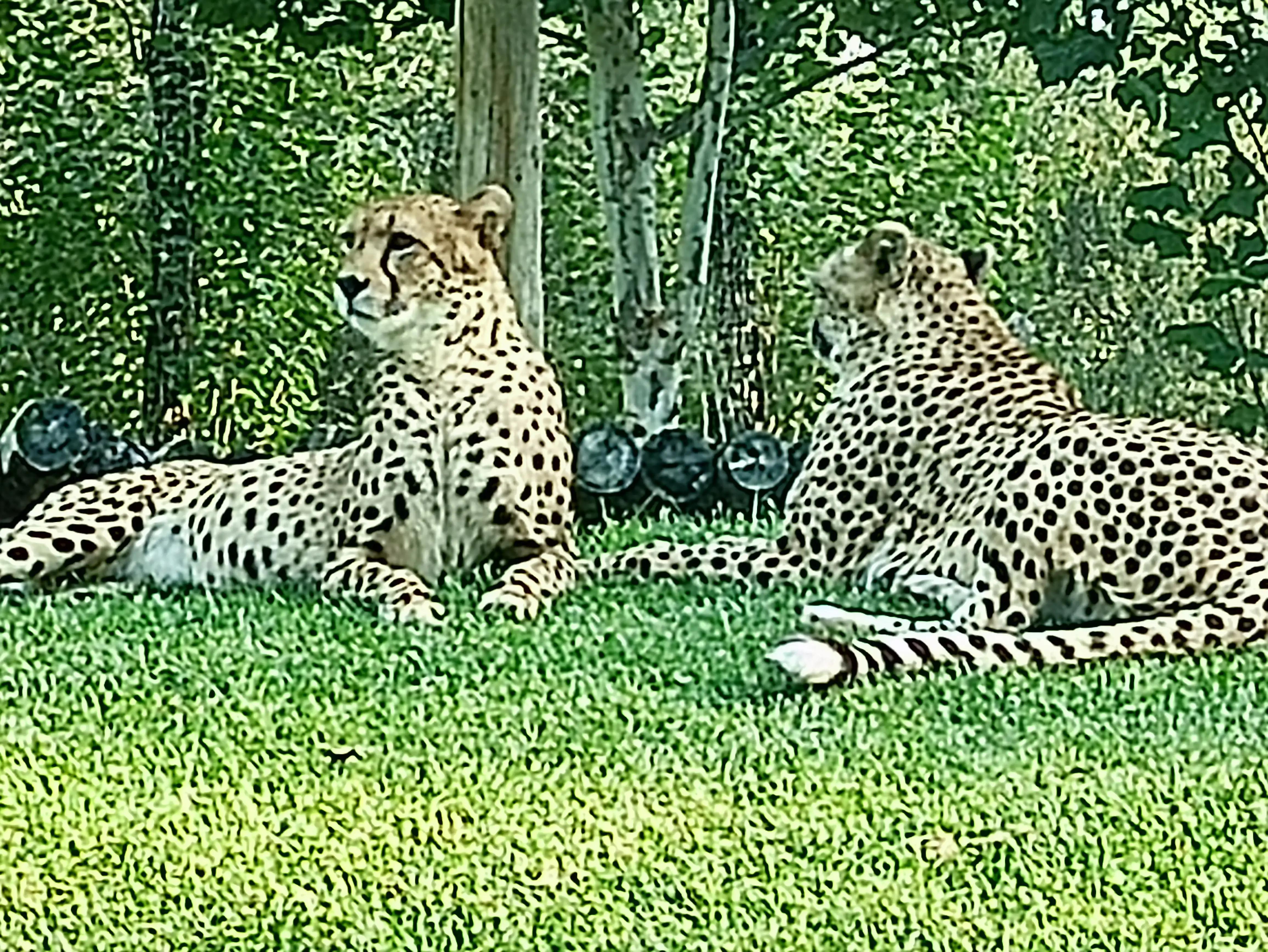 北京动物园和北京野生动物园区别,北京野生动物园狗妈妈和老虎狮子