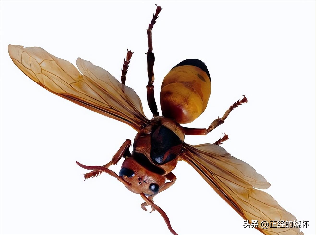 马蜂的习性有多可怕,马蜂习性的特点是什么