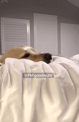 主人监控金毛,主人跟踪狗狗