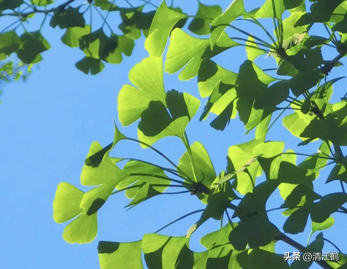 鸭掌木病害图谱及防治,鸭脚木的病害和治疗方法