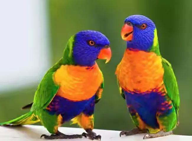 罕见绝美的小动物图片,罕见的动物有趣照片难得一见