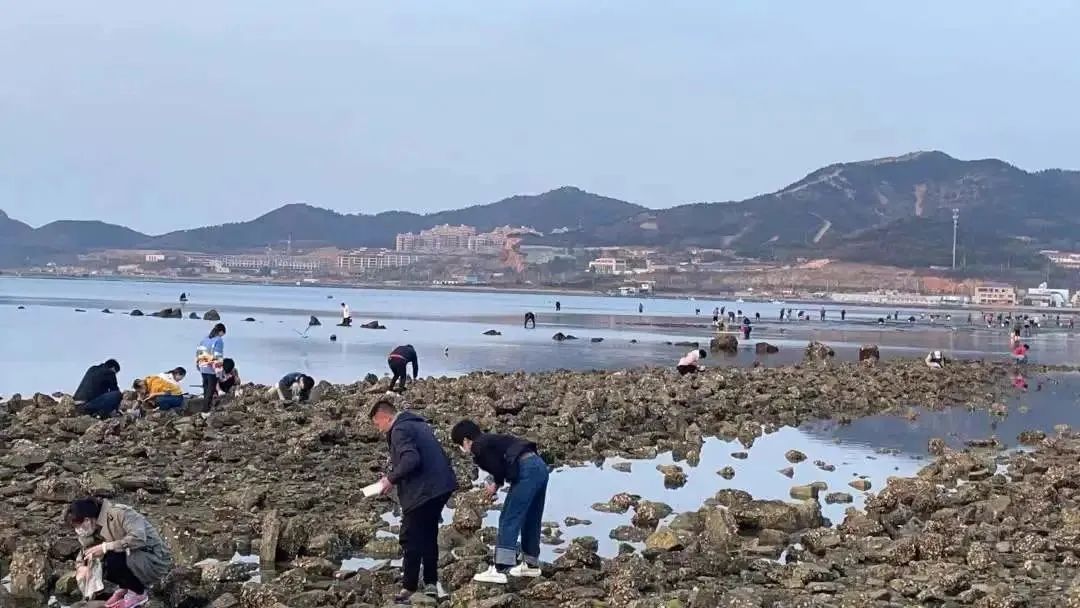 烟台大风刮上来海鲜,烟台一阵大风海边刮来庞然大物