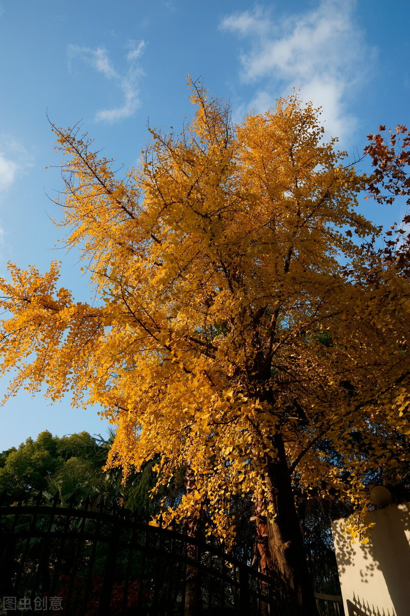 秋日上海好去处,上海秋日风景