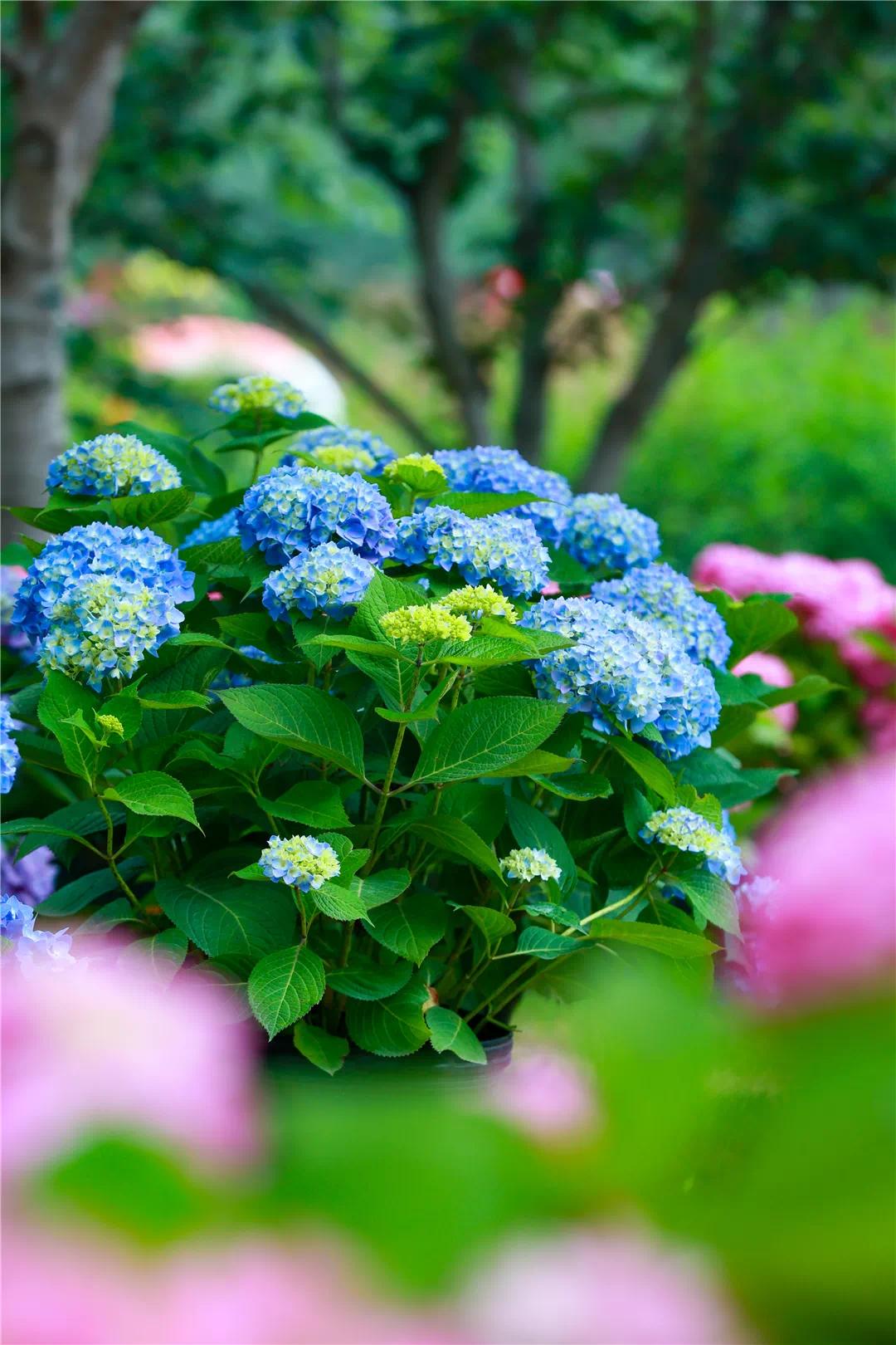 梅州出发4-5天旅游推荐,从广州出发自由行梅州4天攻略