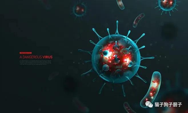 新冠特效药能治猫传腹吗,新冠药猫能吃吗