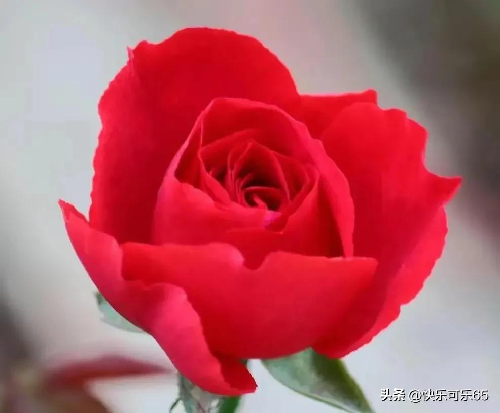 玫瑰花真的有那么多颜色吗,玫瑰花各种各样的颜色