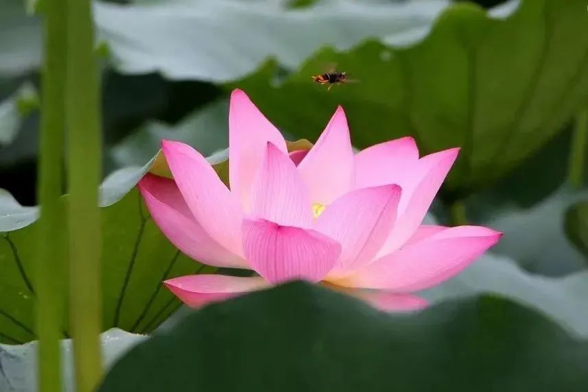 莆田荷花花海,莆田夏天哪里赏荷花