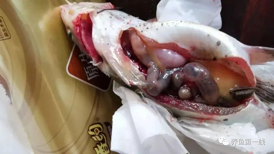 叉尾鮰肠炎治疗,叉尾鮰套肠是什么原因引起的