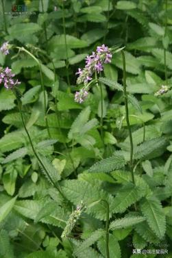 舒筋草的图片 (奶蓟草百科)