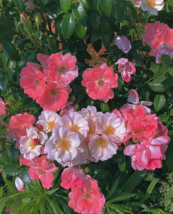 名言经典语录文案摘抄,精致的好运文案短句