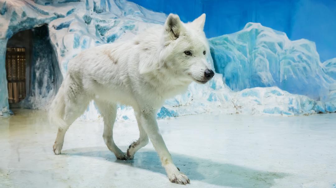 冰城夏都|母亲节带妈妈这样玩，送她一份特别的礼物！