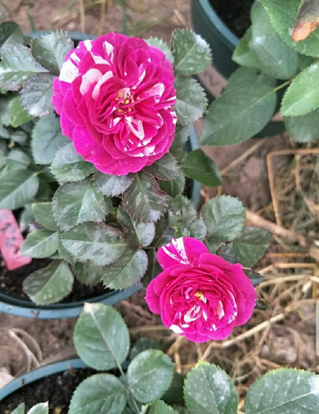 月季蔷薇玫瑰三者的区别图,蔷薇月季玫瑰的区别和联系