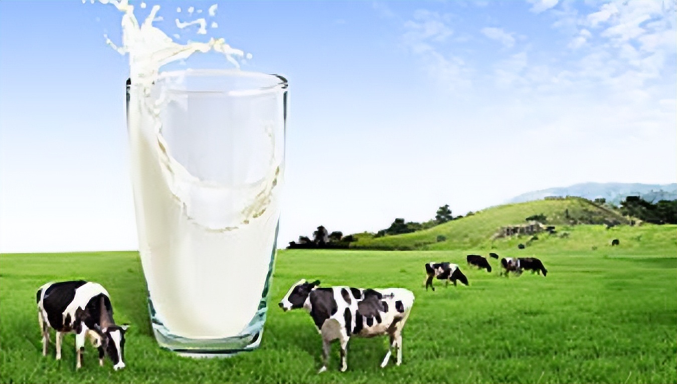 牛奶羊奶骆驼奶哪个营养高,羊奶骆驼奶和牛奶哪个好