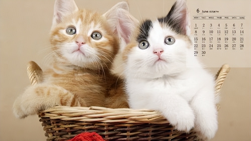 猫咪肾衰竭有什么症状？如何治疗？一篇搞懂