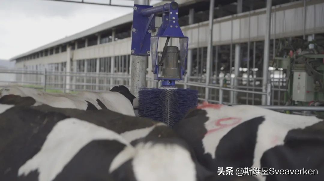 关爱动物福利，斯维垦电动牛体刷入驻南京红山动物园