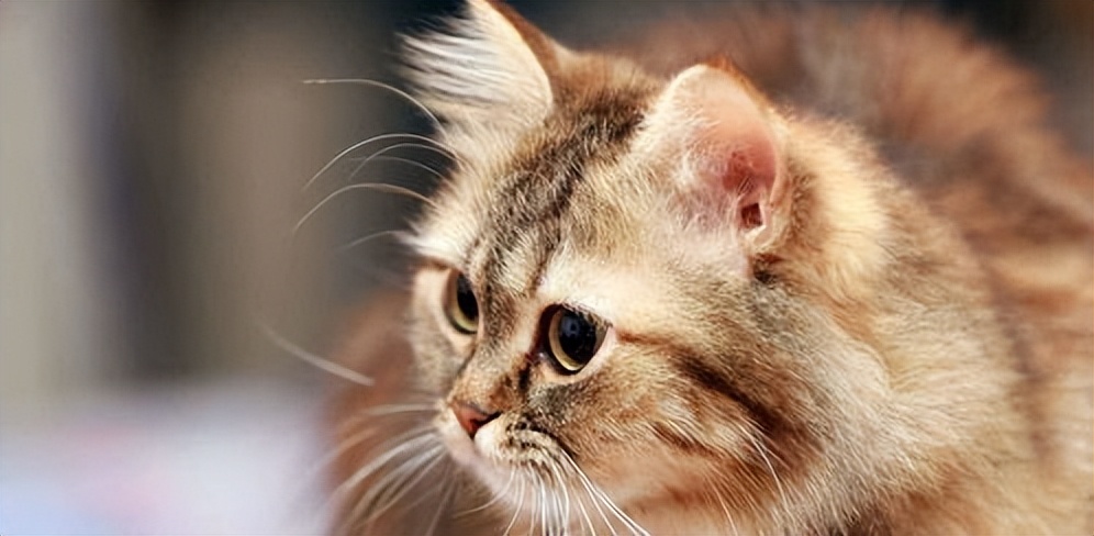 猫咪的胡须波浪 (四根胡须的猫咪)