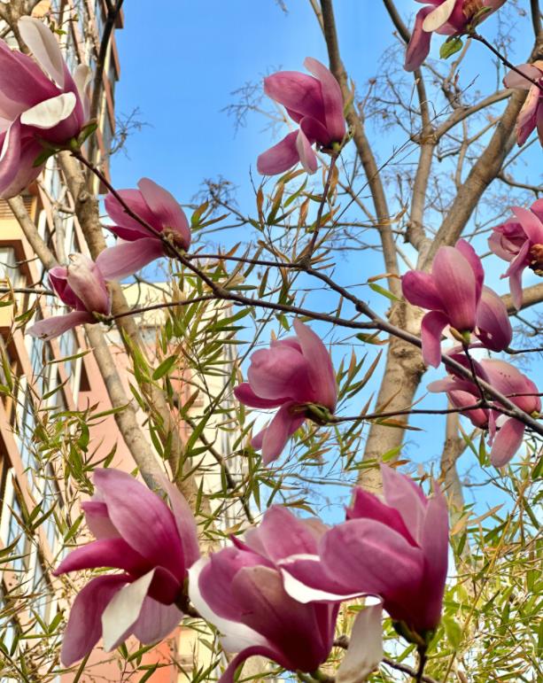 小众公园北京,北京欧式小众公园