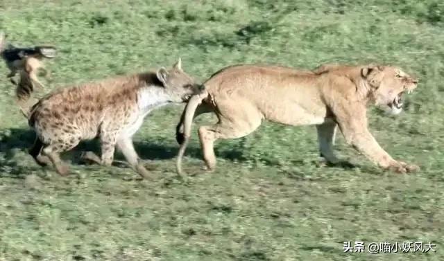 斑鬣狗为什么喜欢挖别人的坟头,斑鬣狗为什么喜欢咬骨头