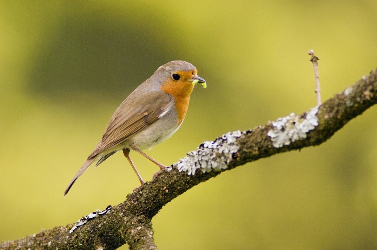 世界60个国家的珍稀国宝,100个国家国宝动物