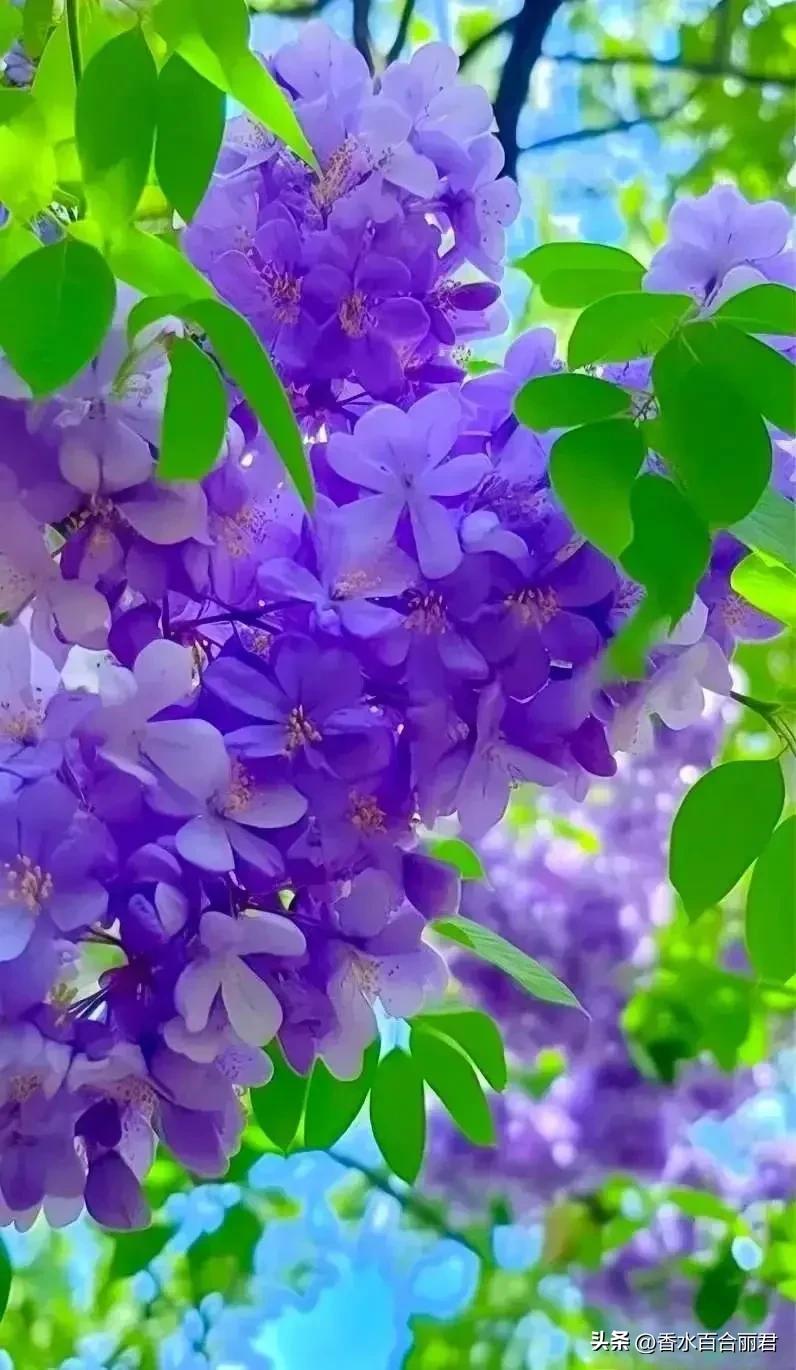淡紫色的花是什么树,淡紫色的槐花