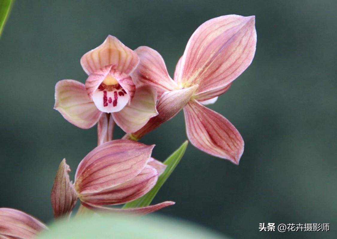 最能代表国兰风采的兰花,天下第一香兰全球最顶级兰花