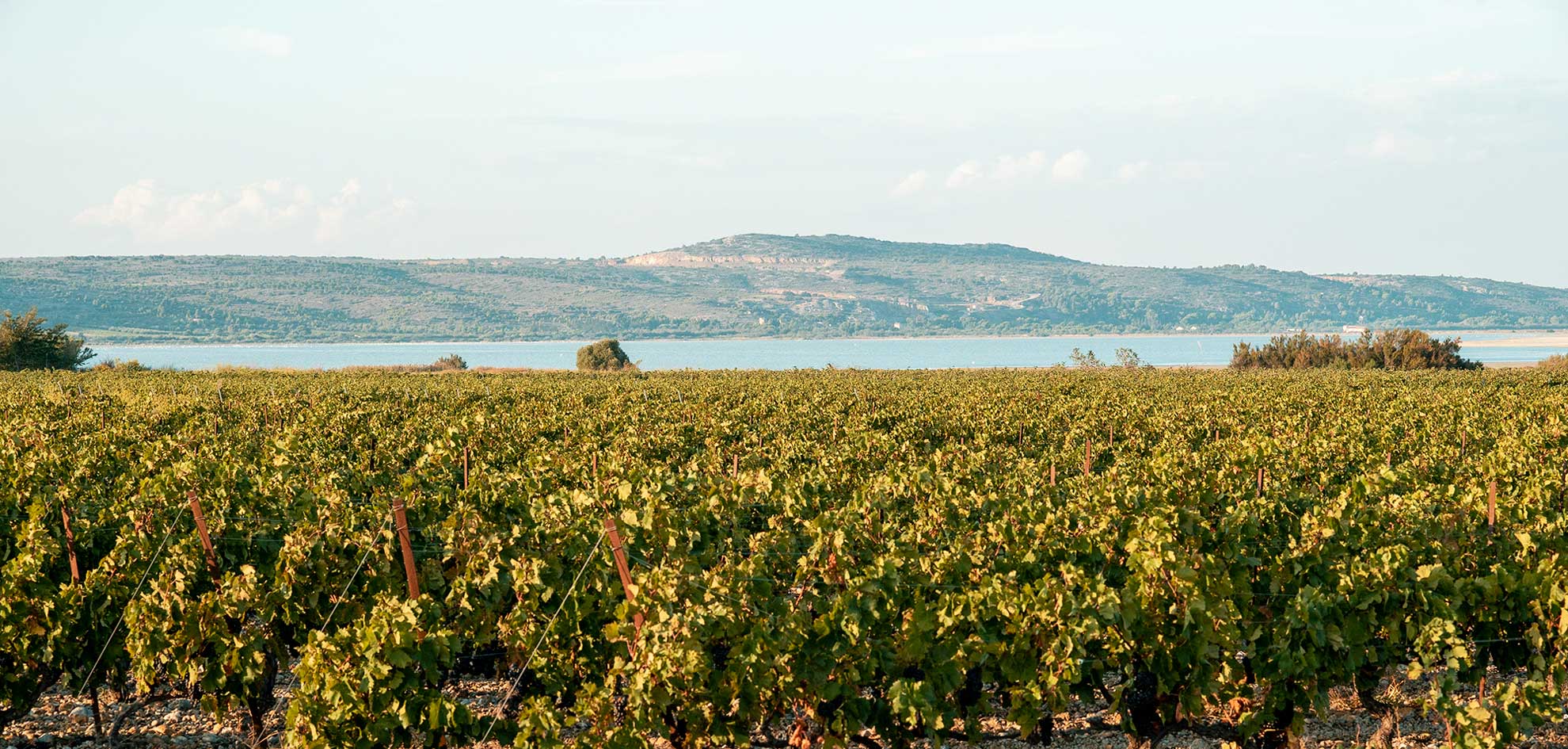 菲图葡萄酒怎么样,菲图精选干红葡萄酒