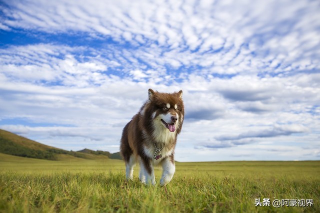 旺财看家门指什么动物,家里有哪三种动物来了人旺财更旺