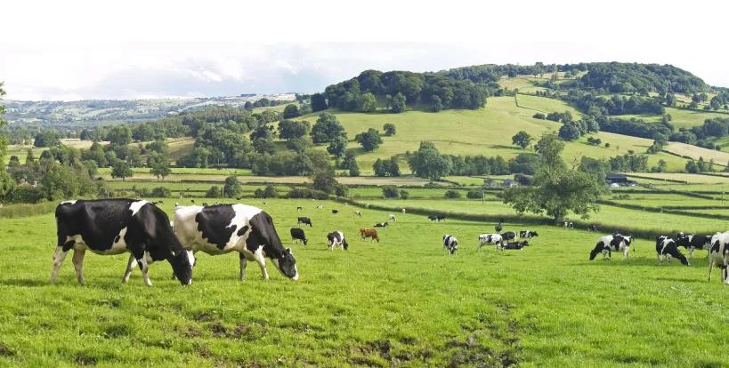 为什么现在越来越多的人选择奶粉,新西兰奶粉好还是澳洲奶粉好