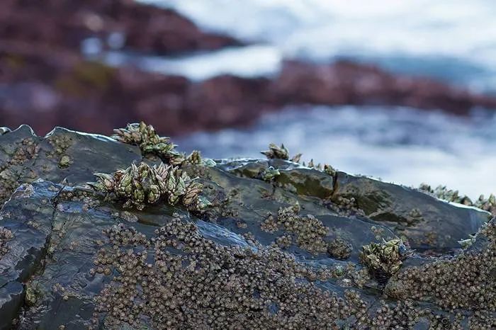 在浙江吃藤壶,还以为吞了个鬼手