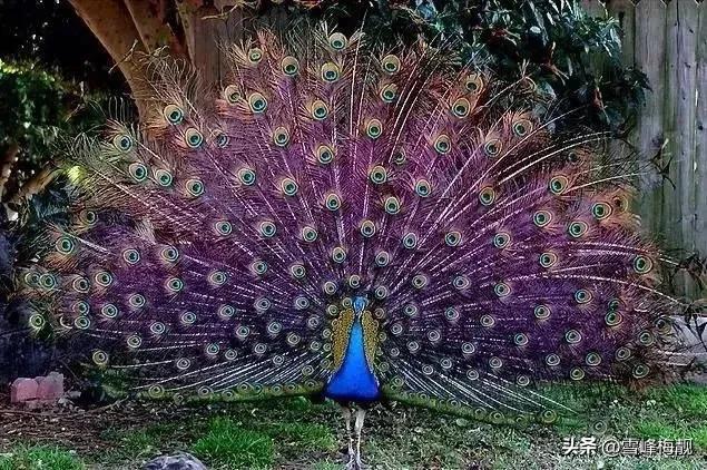 疫情之下的生活状态和感悟,疫情之下对生命及生活的感悟