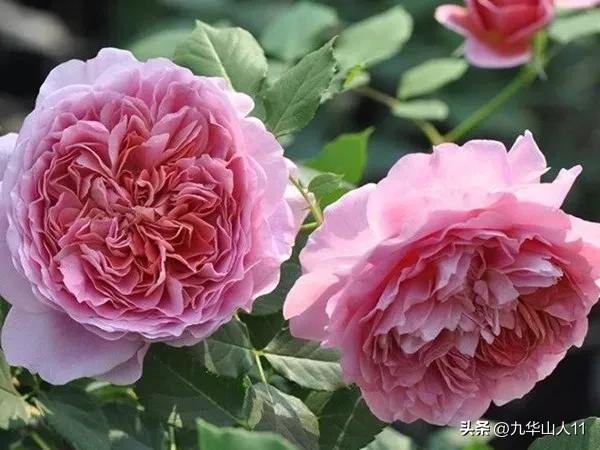 黄色系藤本月季哪个品种好,适合海南种的藤本月季品种