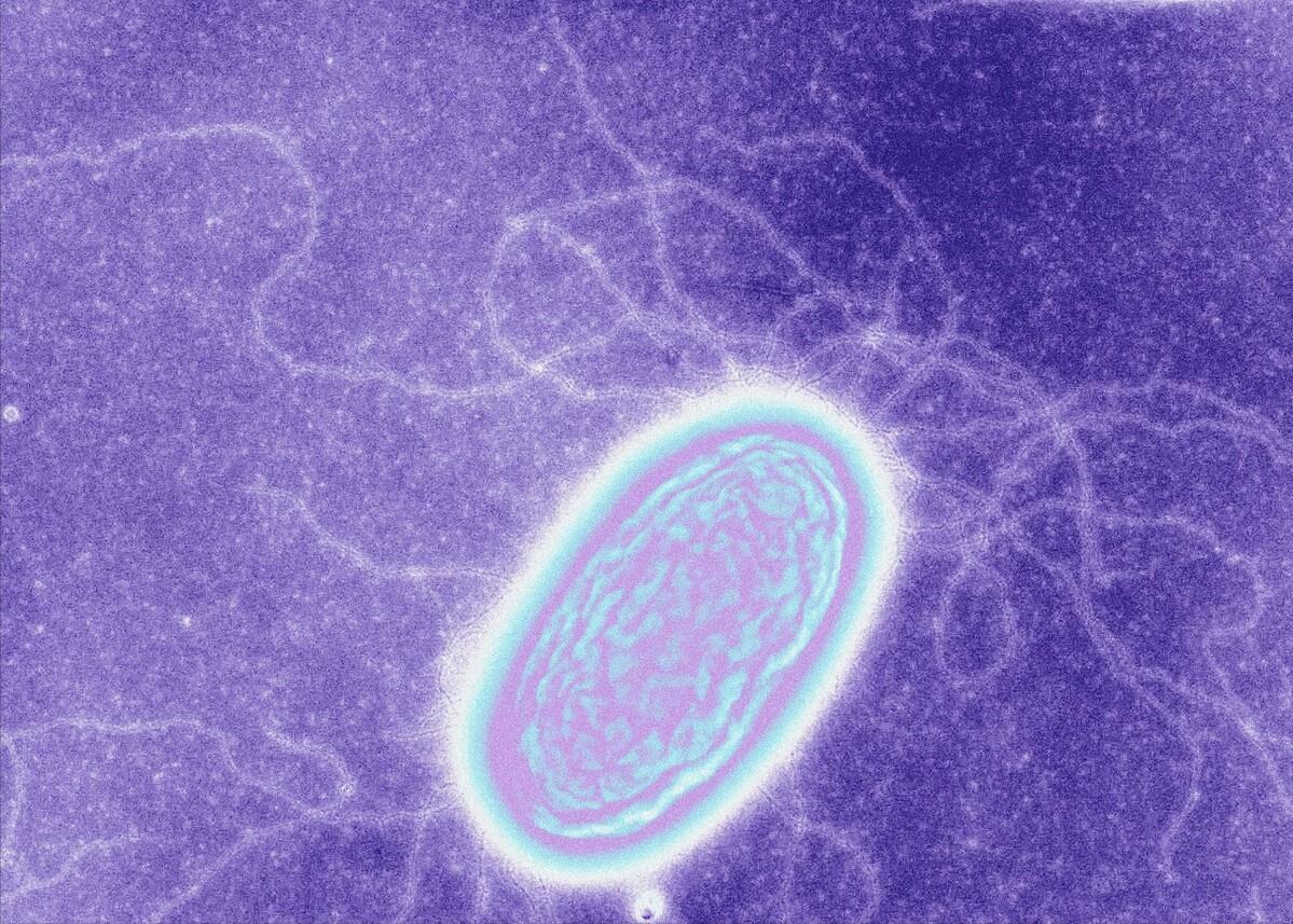 细菌生物电池,细菌电池