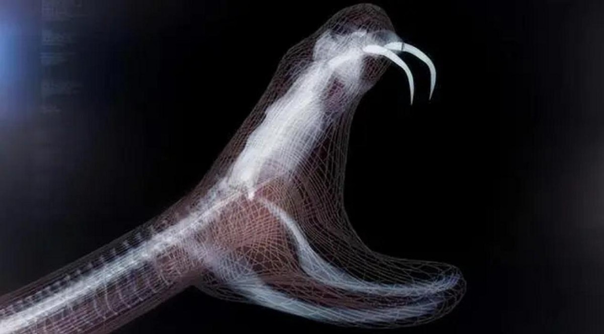 湖北十堰最近发现的蛇,湖北十堰白头蝰