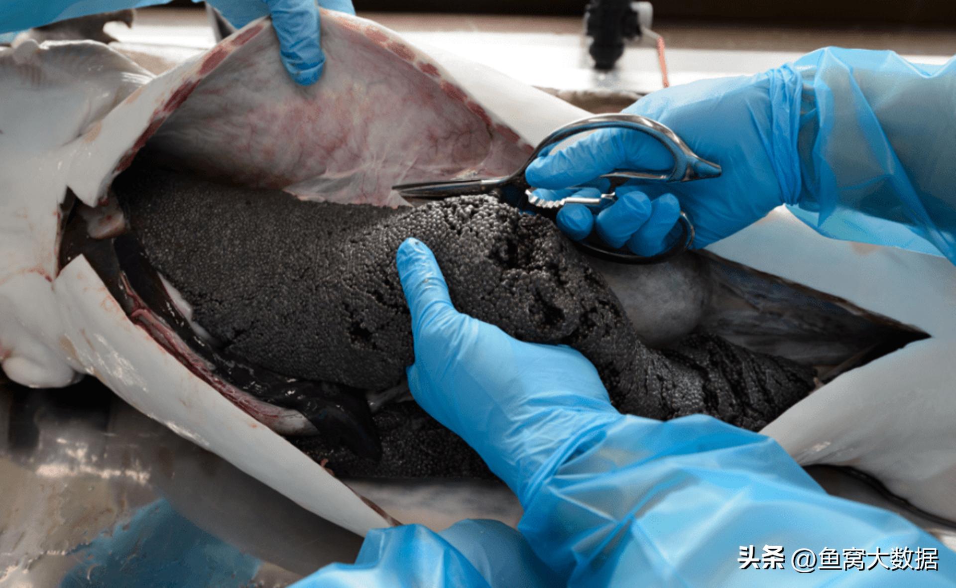 鲟鱼成为贵州村BA篮球赛的总决赛奖品，贵州用了20年