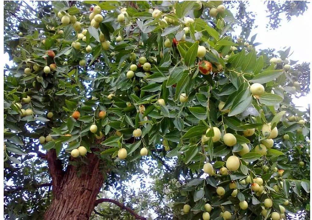 门前院子里种树有什么讲究,门前种树有什么风水禁忌呢