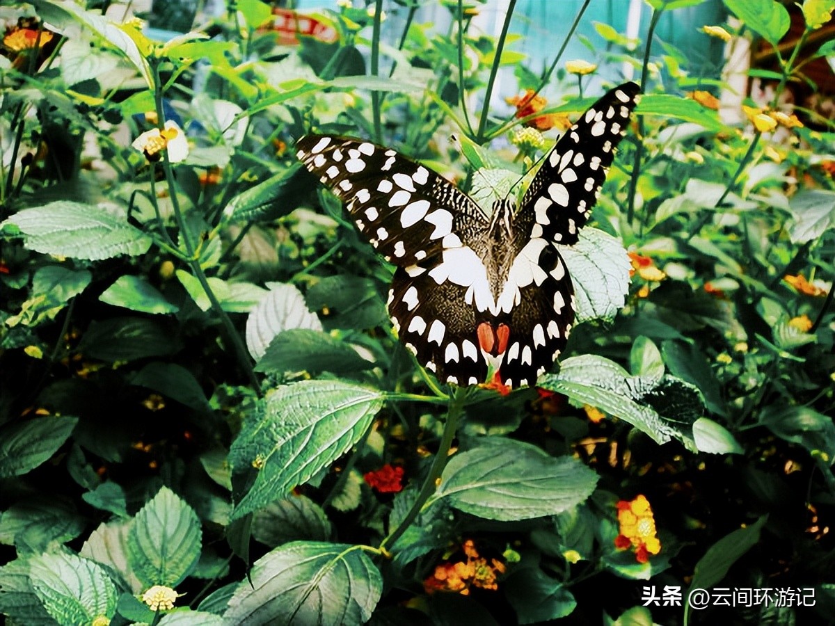 「一根风花雪月的鸡毛」（云南丨昆大丽香）