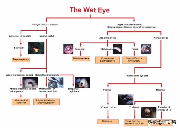 猫咪脸上有眼泪怎么办,猫咪脸上的泪痕怎么解决