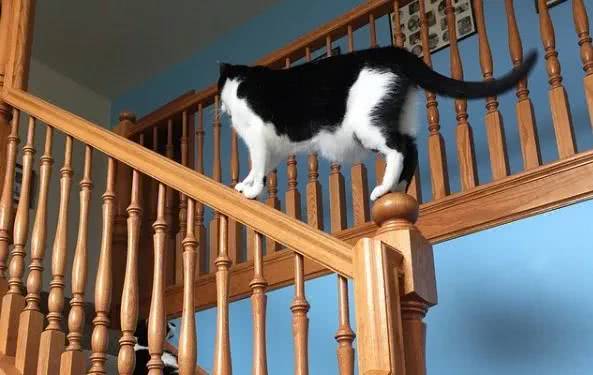 猫咪最怕的一物,哪些会让猫咪致命