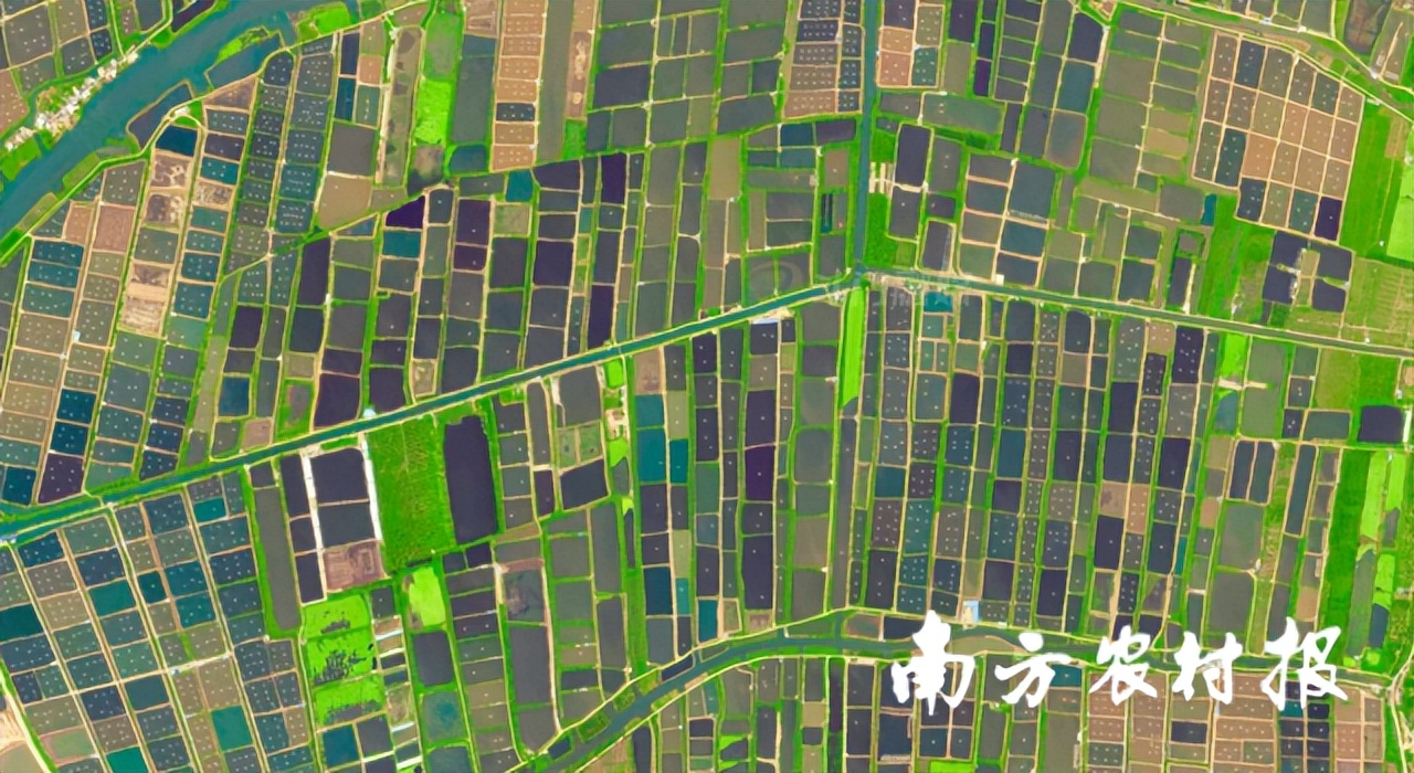 拼经济！珠海斗门这样拼：卖好一条鱼，带火一座城