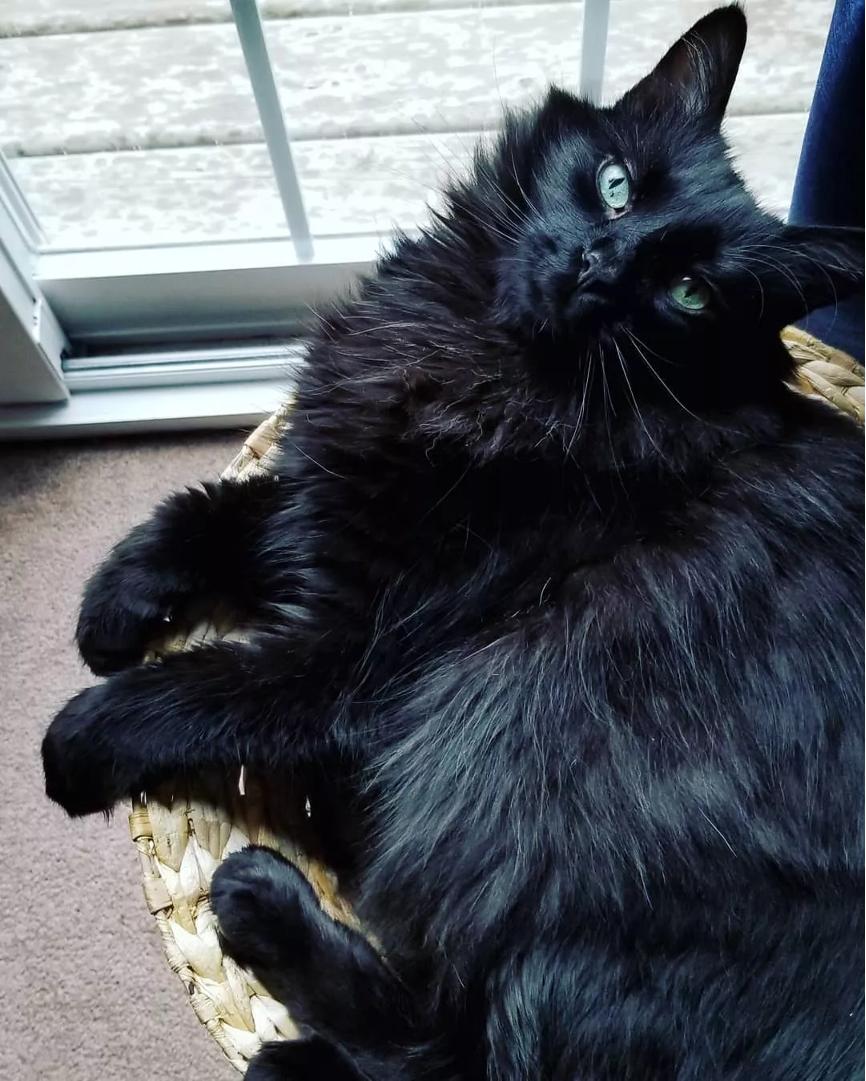 你的猫喜欢什么,你的猫喜欢什么颜色