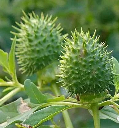 曼陀罗中主要成分,曼陀罗种子主要成分